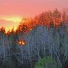 Waukon Birches